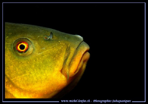 Tench portrait... :O)... by Michel Lonfat 